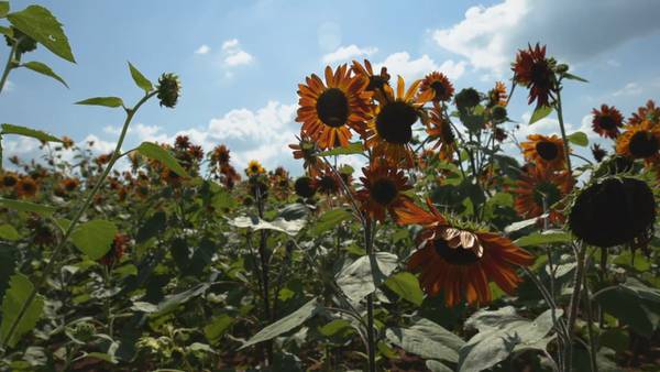 Check out the Sunflower Field at Hubert Family Farms