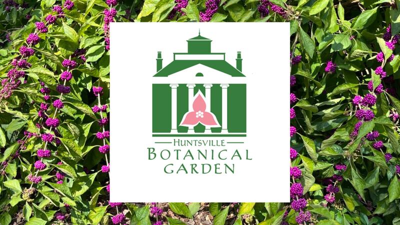 Learning about the American Beautyberry 